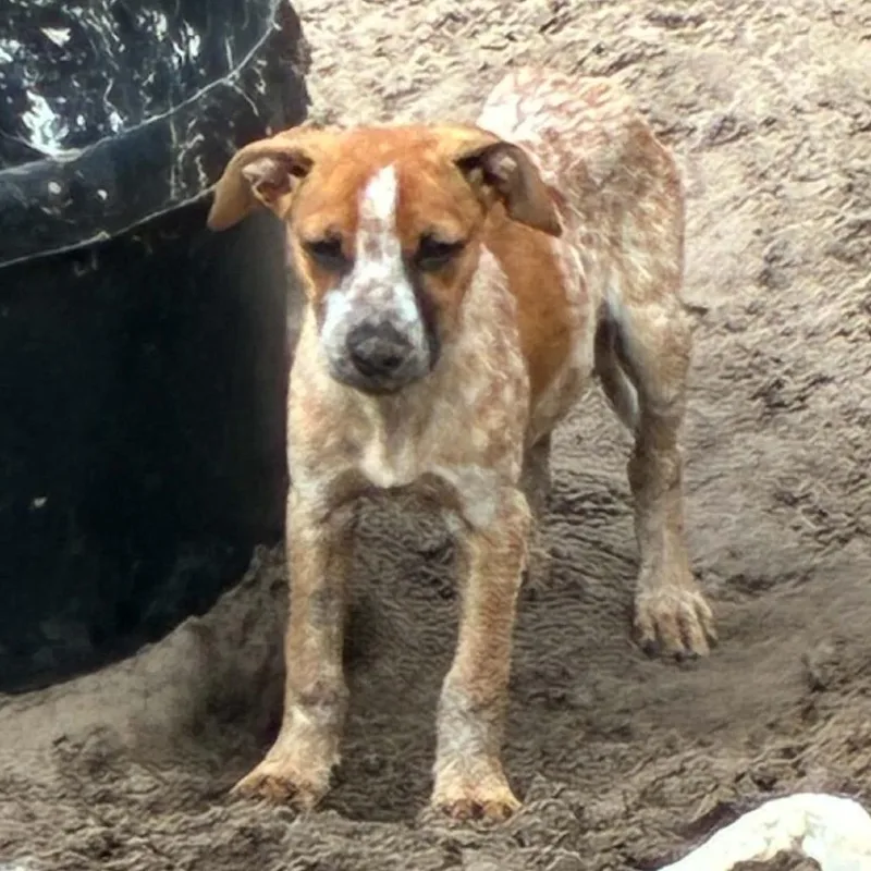 A baby medium-sized female Cattle Dog dog named Harriet for adoption in Morriston, FL