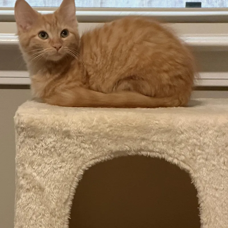 A baby medium-sized female Domestic Short Hair cat named Marie for adoption in Murfreesboro, TN