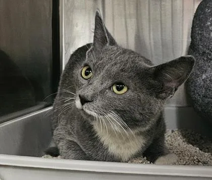 An adult small-sized male Domestic Short Hair cat named Stormy for adoption in Phoenix, AZ