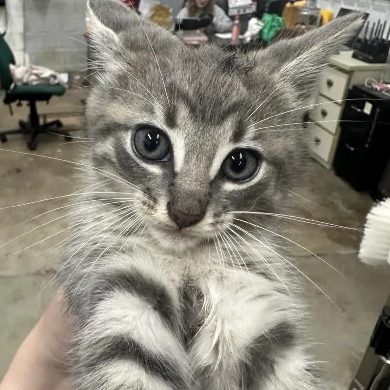 A baby small-sized male Domestic Short Hair cat named Coocoo for adoption in Corbin, KY