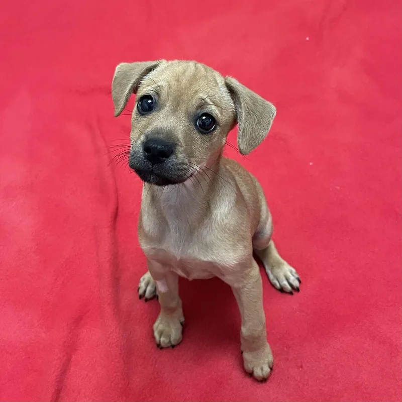 A young medium-sized male Chihuahua dog named Puppies Medium Breed! for adoption in Burlingame, CA