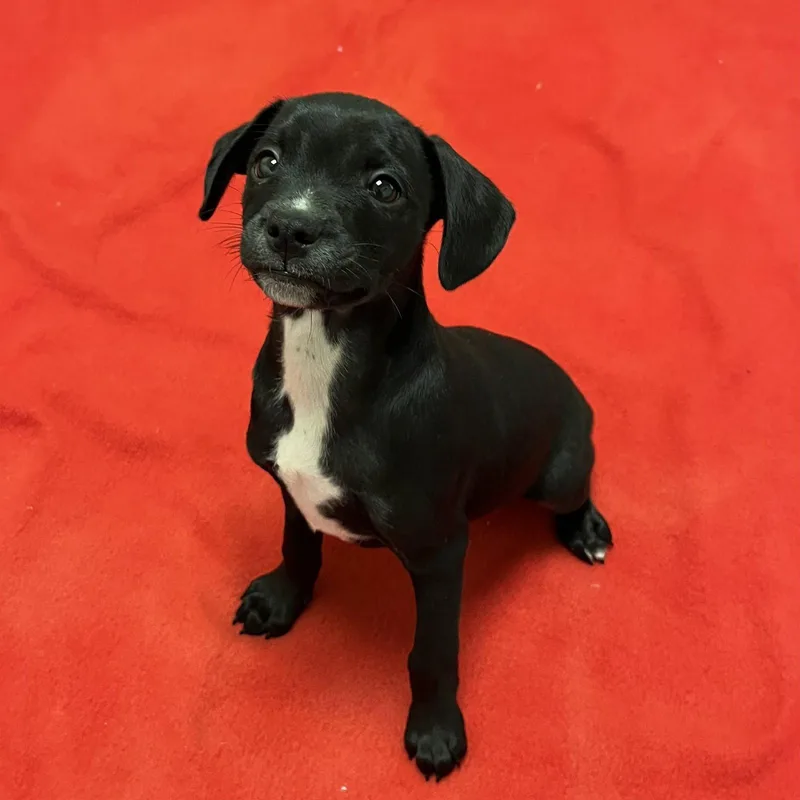 Puppies  Medium Breed! thumbnail 2
