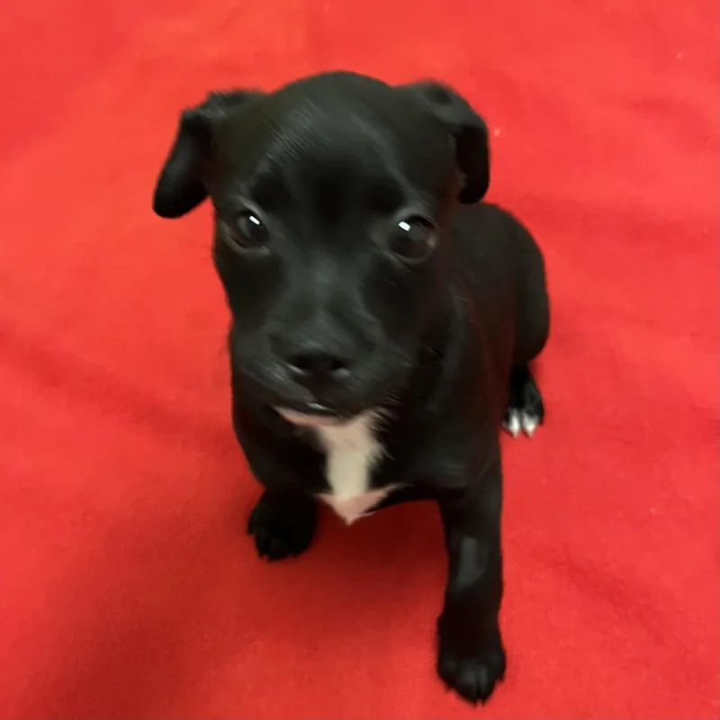 Puppies  Medium Breed! thumbnail 3