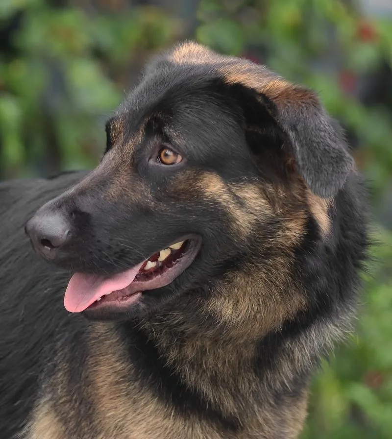 A young large-sized male Bicolor German Shepherd Dog dog named Sawyer von Scheden for adoption in Los Angeles, CA