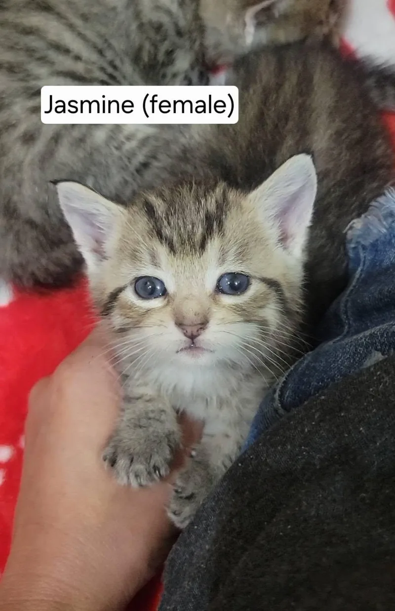 A baby medium-sized female Tabby (Brown / Chocolate) Tabby cat named Jasmine Z for adoption in Omaha, NE