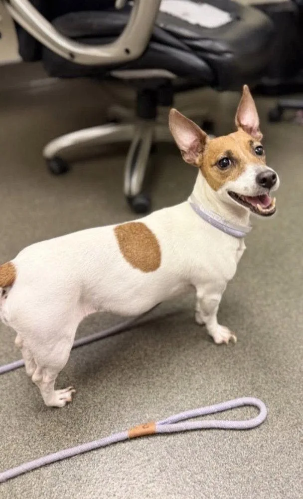 A young medium-sized female Terrier dog named Sydney for adoption in Columbia, TN
