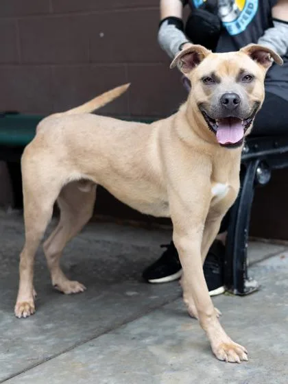 An adult large-sized male Mixed Breed dog named Peas for adoption in Chamblee, GA