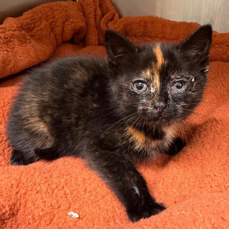 A baby small-sized female Tortoiseshell Domestic Short Hair cat named Wink for adoption in Lynchburg, VA