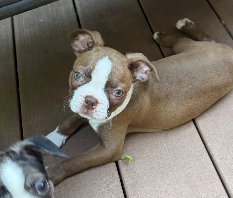 A baby small-sized female Boston Terrier dog named Thelma for adoption in Havertown, PA