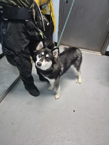 An adult small-sized male Siberian Husky dog named P for adoption in Lawrenceville, GA