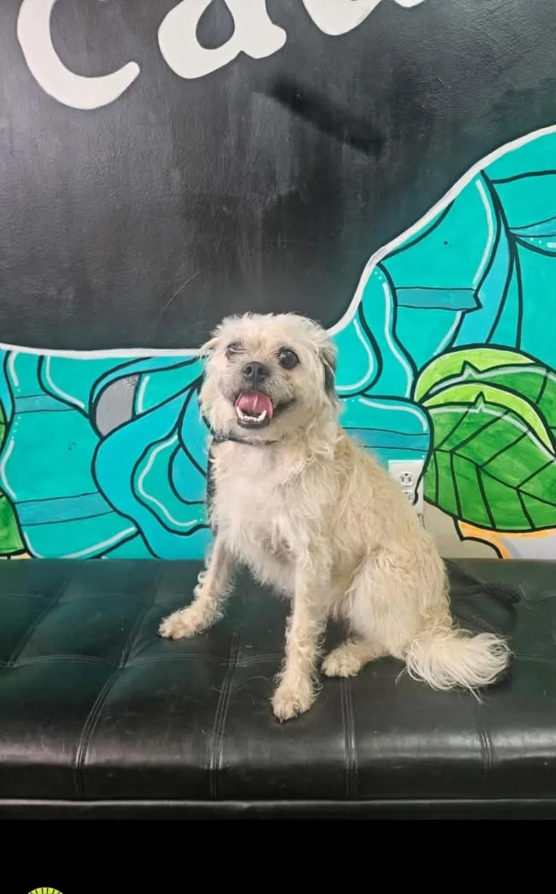 An adult small-sized male White / Cream Terrier dog named Larry for adoption in Vandergrift, PA