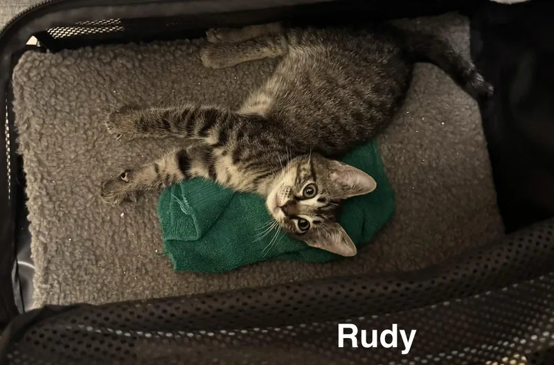 A baby medium-sized male Brown / Chocolate Domestic Short Hair cat named Rudy .. for adoption in Apopka, FL