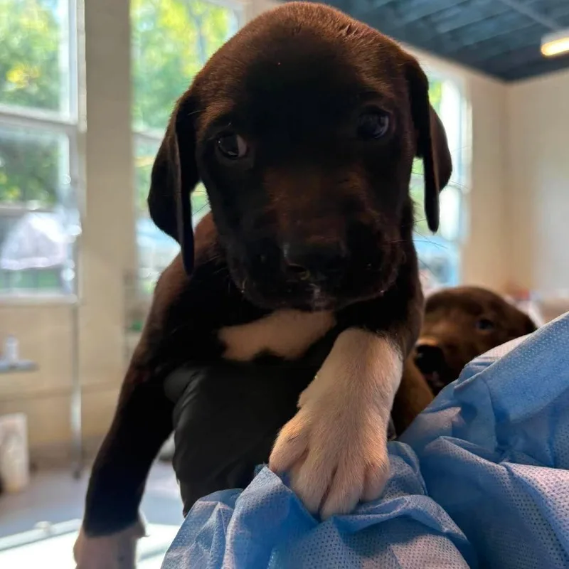 A baby small-sized female Black Mixed Breed dog named Chaka for adoption in Huntington, WV