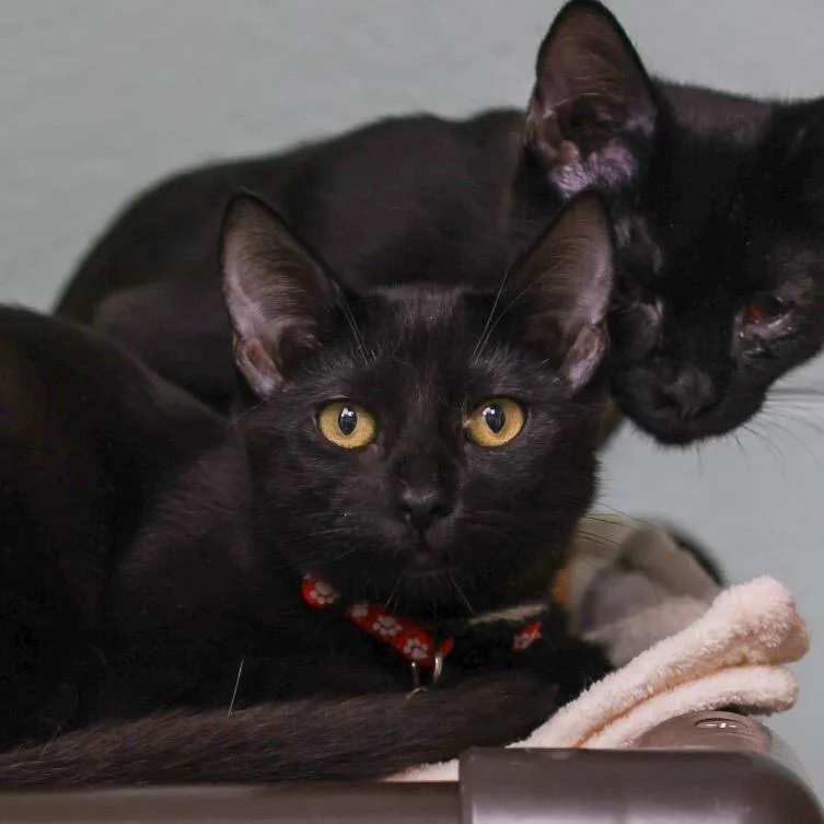 A baby small-sized female Black Domestic Short Hair cat named Happiness for adoption in Los Angeles, CA