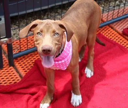 A young medium-sized male Mixed Breed dog named Goldie for adoption in Athens, GA