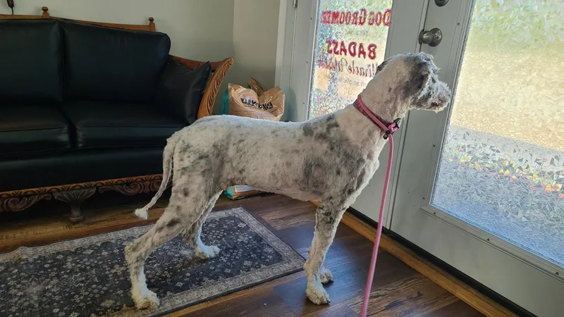 A young medium-sized female Sheep Dog dog named Molly for adoption in CHURCHVILLE, NY