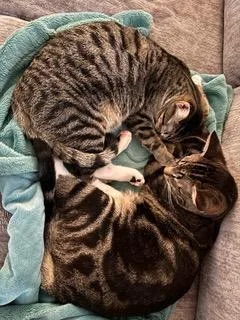 A young medium-sized female Tabby cat named Bonkers & Dottie for adoption in Franklin, TN