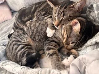 Bonkers & Dottie  thumbnail 2