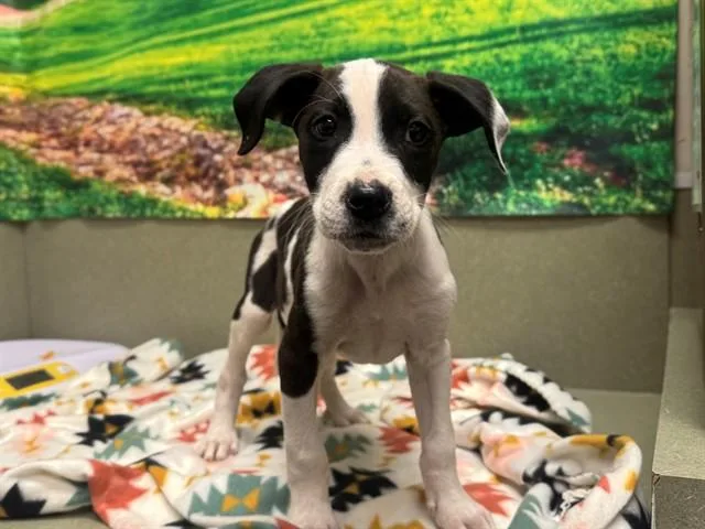 Save Me Please! Scooters