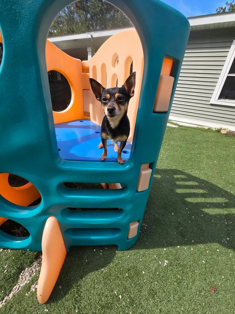 A senior small-sized male Tricolor (Brown, Black, & White) Chihuahua dog named Bartok for adoption in Groton, CT