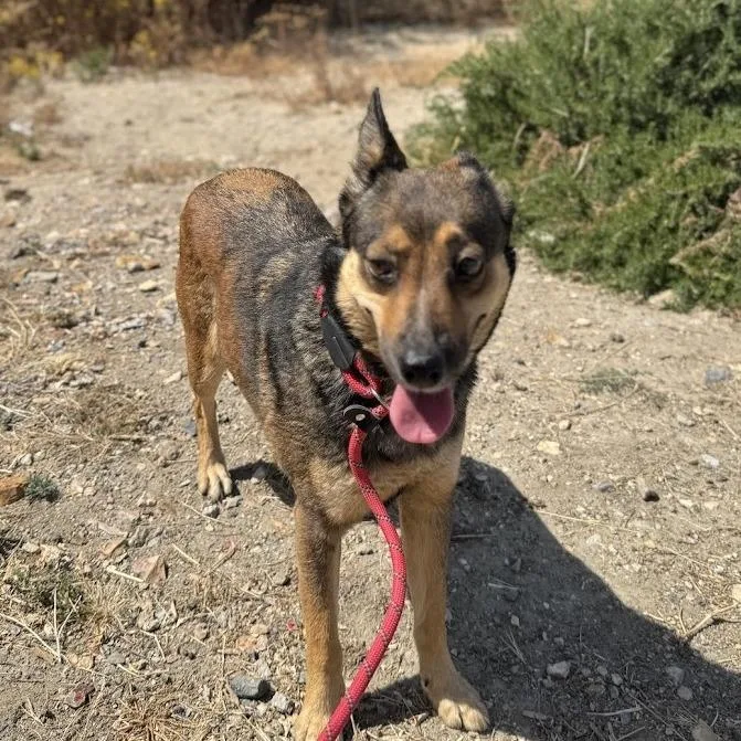 An adult medium-sized female Brown / Chocolate Cattle Dog dog named Maple for adoption in San Gabriel, CA