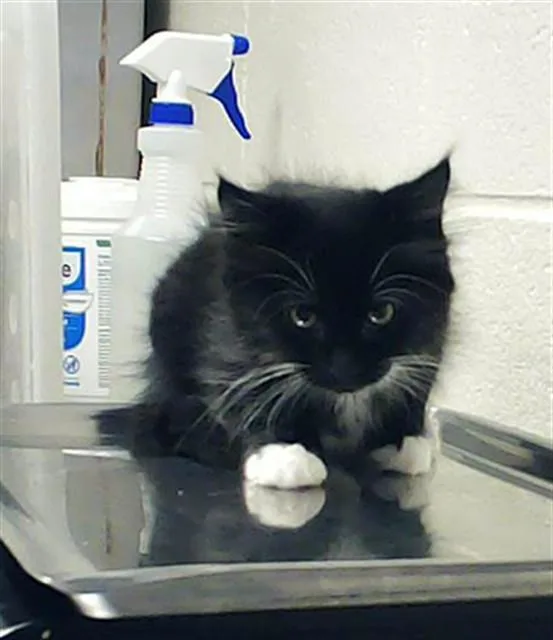 A baby small-sized female Domestic Short Hair cat named Jenni for adoption in Fayetteville, NC