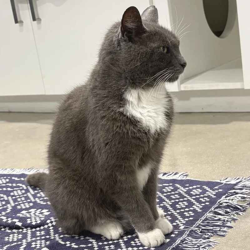 Grumpy thumbnail 4