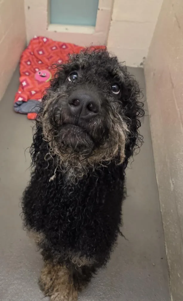 An adult large-sized male Poodle dog named Oscar for adoption in Hagerstown, MD