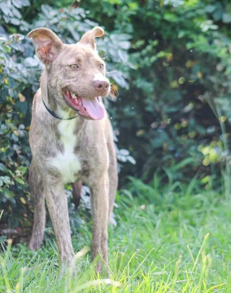 A baby medium-sized female Mixed Breed dog named Sia for adoption in Groveland, MA