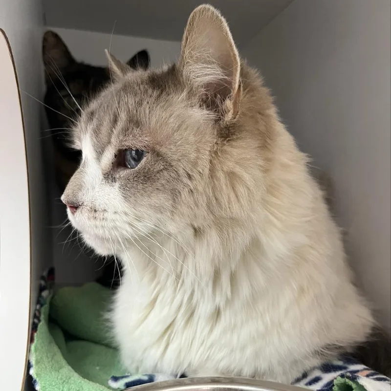 Poofington thumbnail 2