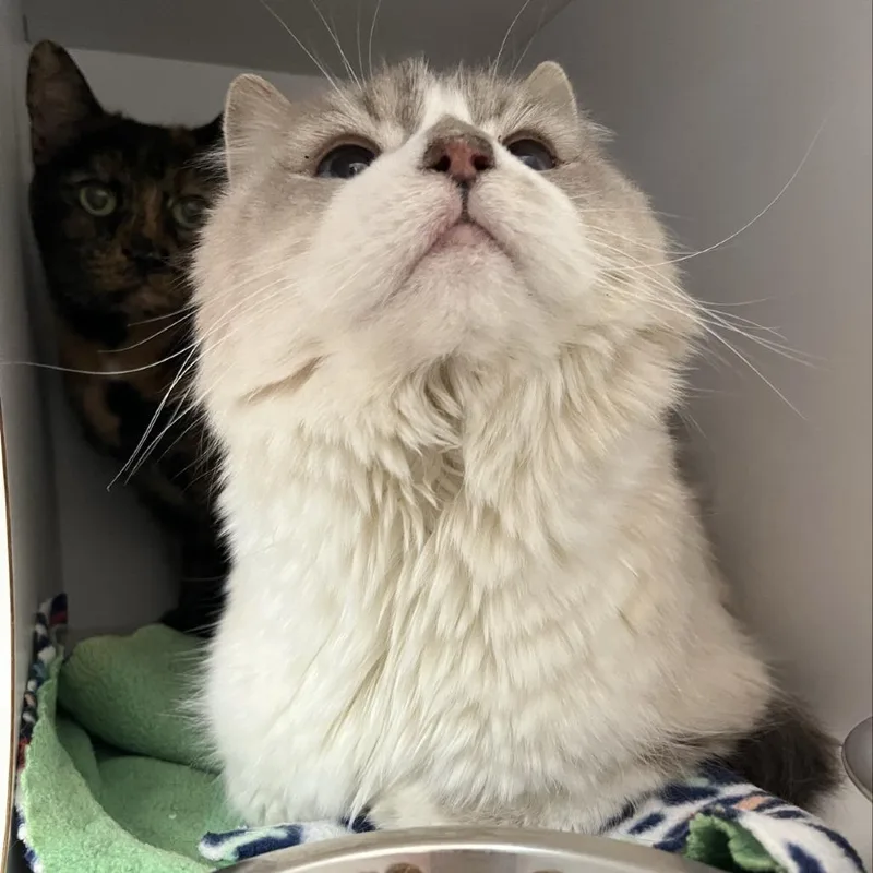 Poofington thumbnail 3