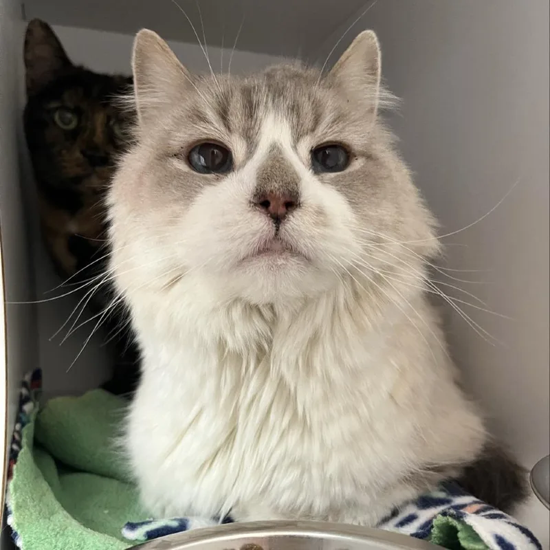 Poofington thumbnail 4