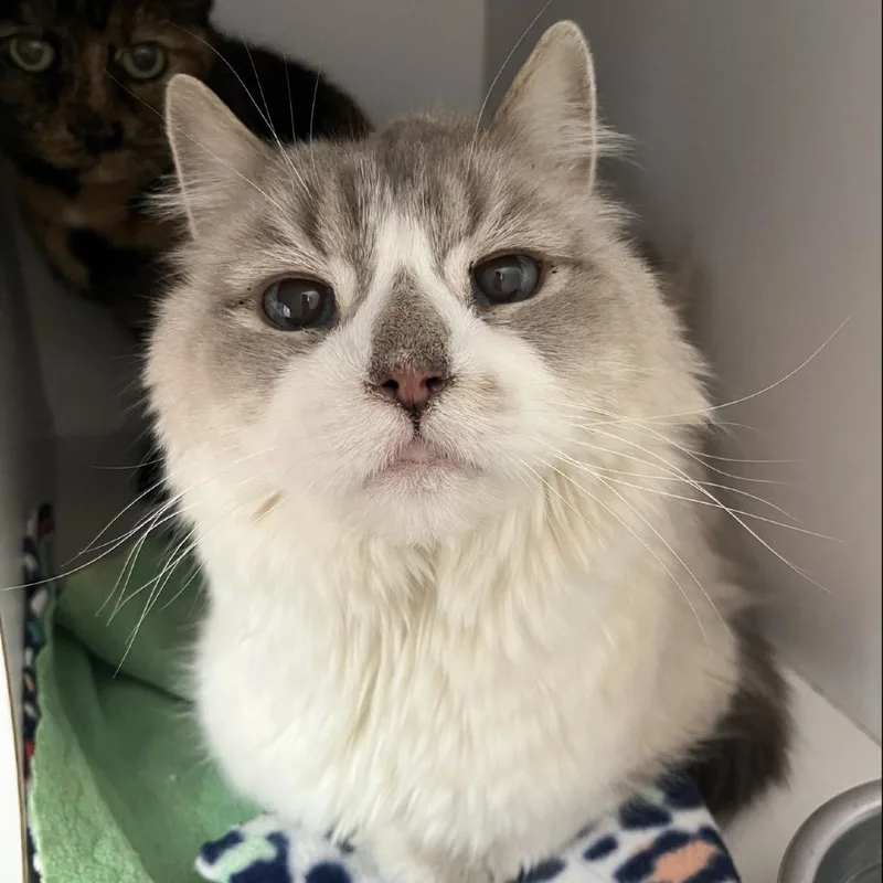 Poofington thumbnail 5