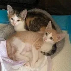 A baby small-sized female Calico Domestic Short Hair cat named Madeline Hudson for adoption in Merrifield, VA