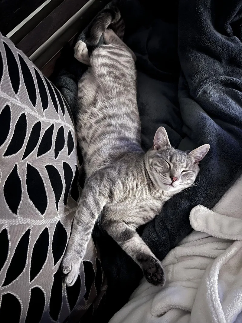 A young medium-sized male Domestic Short Hair cat named Allan for adoption in Trexlertown, PA