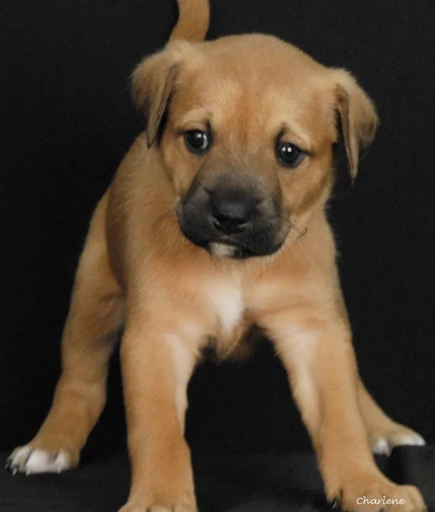 A baby medium-sized female White / Cream Wirehaired Terrier dog named Dahlia for adoption in Newland, NC