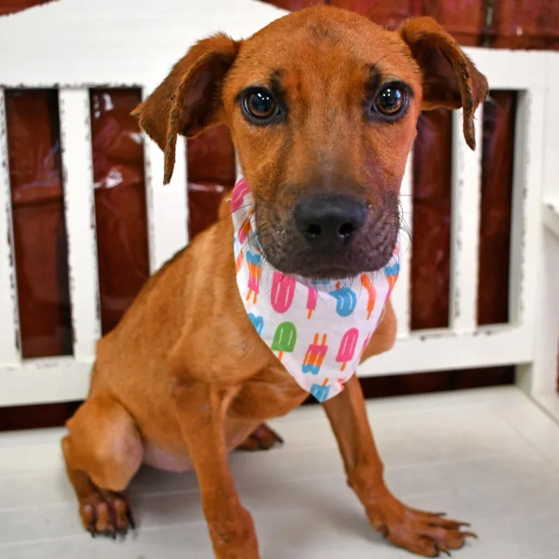 A baby small-sized female Red / Chestnut / Orange Black Mouth Cur dog named Faith for adoption in Beaumont, TX