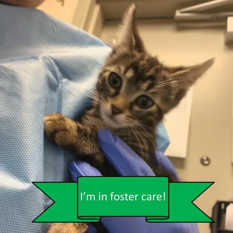 A baby small-sized male Domestic Short Hair cat named Stanley Kilmouski for adoption in Tulsa, OK