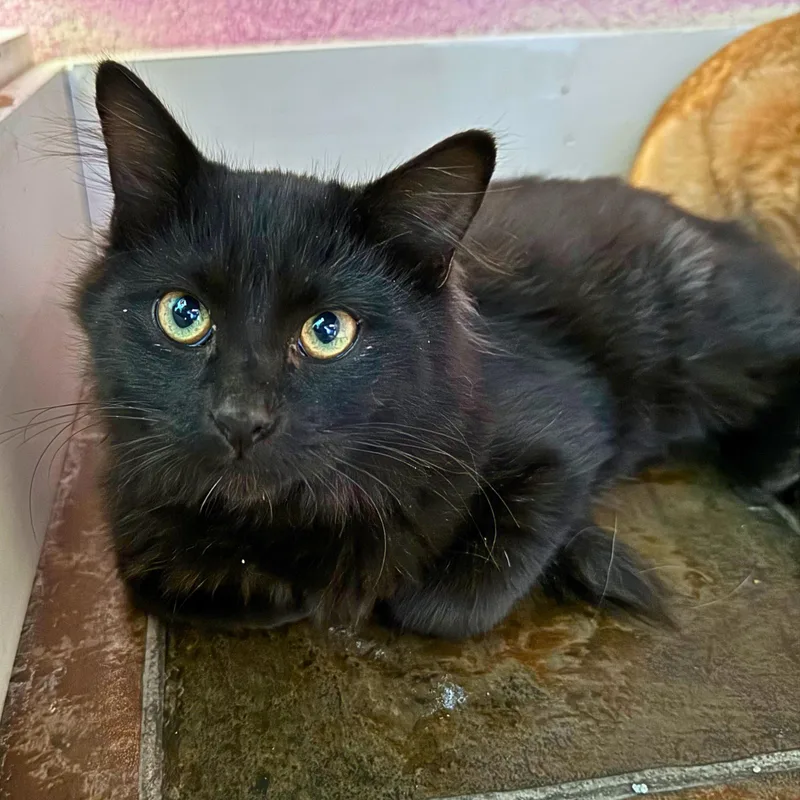 A young small-sized male Black Domestic Long Hair cat named Boo for adoption in Ridgway, CO