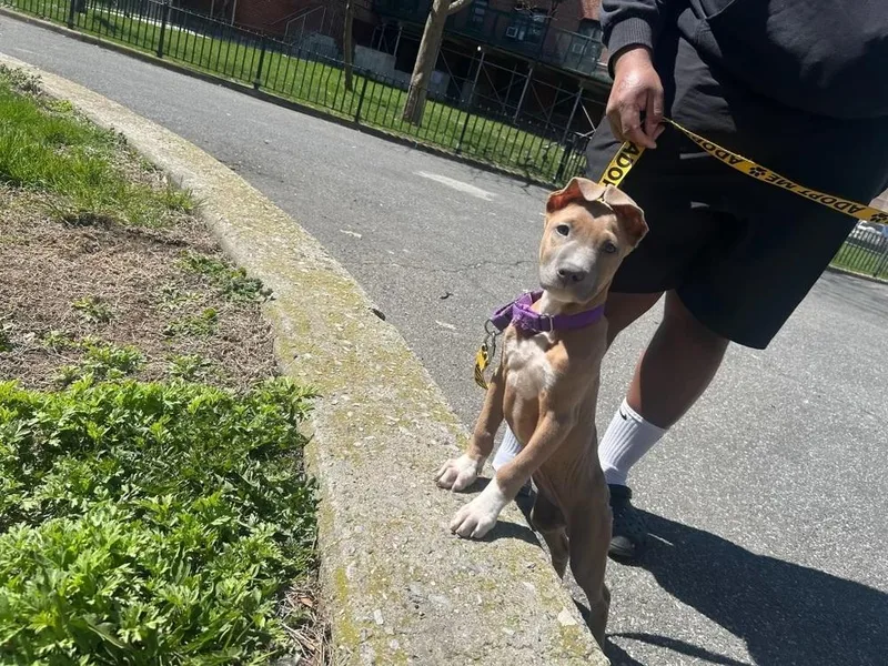 A baby medium-sized female Mixed Breed dog named Aquarius for adoption in Valley Stream, NY