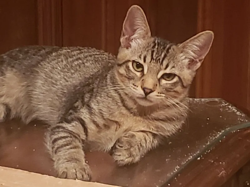 Nathaniel thumbnail 2