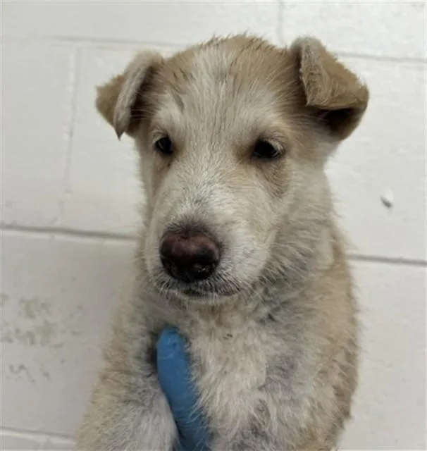 A baby small-sized male German Shepherd Dog dog named Jasper for adoption in San Bernardino, CA