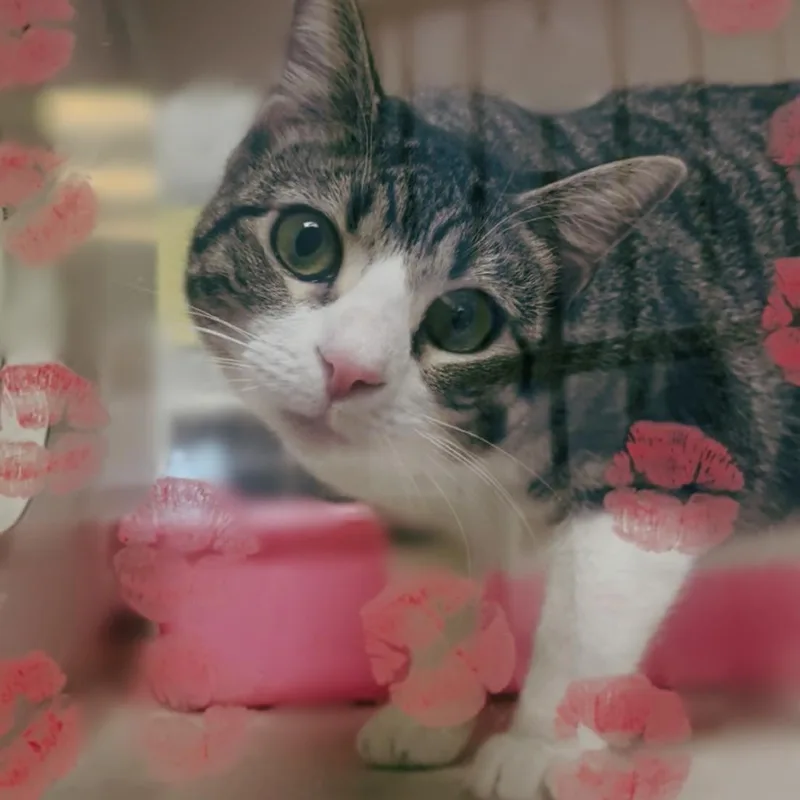 An adult medium-sized female Domestic Short Hair cat named Sadie for adoption in Webster, TX