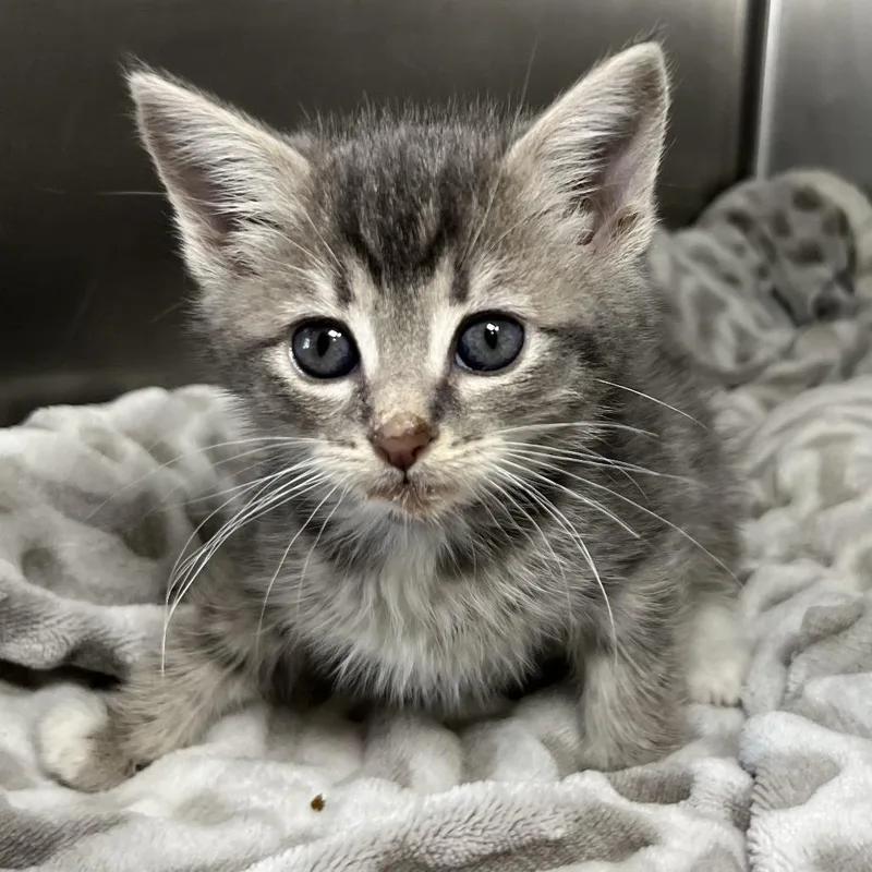 A baby small-sized female Domestic Short Hair cat named Nyan Cat for adoption in Palm Springs, CA
