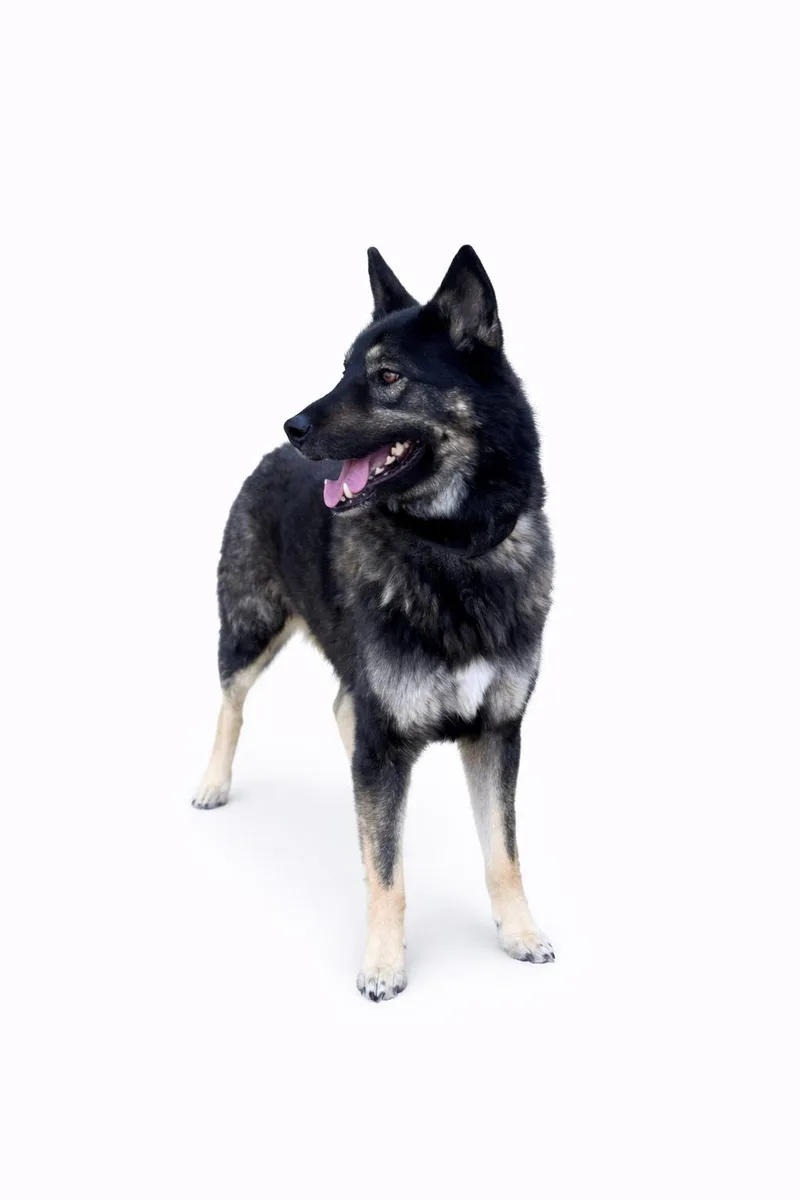 Trooper
