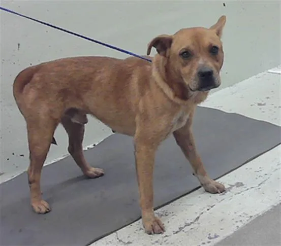 An adult medium-sized male Staffordshire Bull Terrier dog named Nico for adoption in Houston, TX