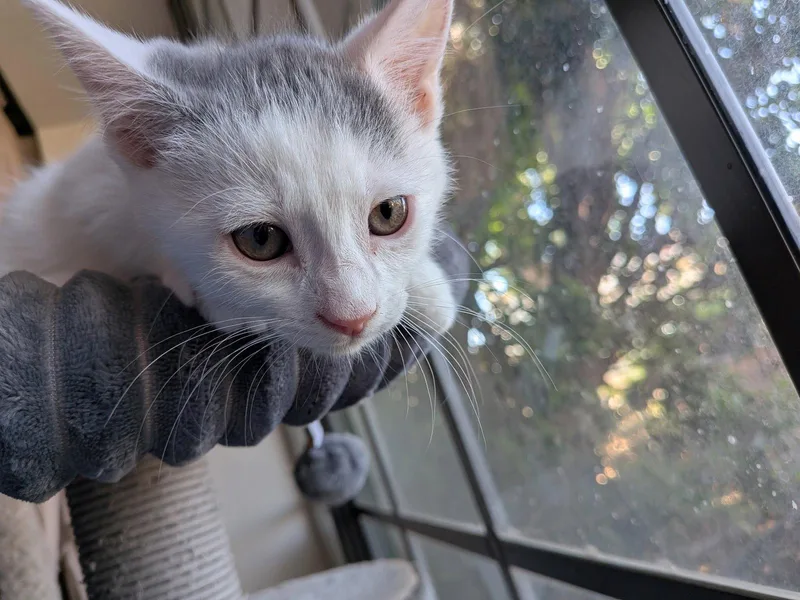 Maverick