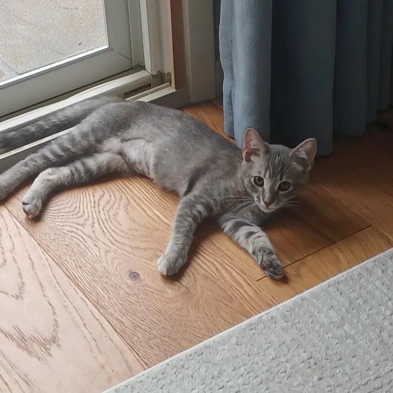 A baby medium-sized female Tabby (Gray / Blue / Silver) Domestic Short Hair cat named Glo for adoption in La Canada, CA