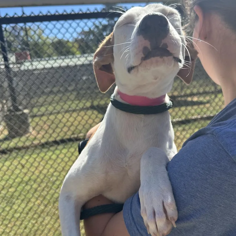 A young medium-sized female White / Cream Mixed Breed dog named Tiffany for adoption in Chattanooga, TN