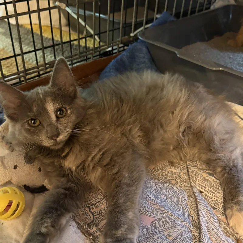 A baby medium-sized female Dilute Tortoiseshell Domestic Long Hair cat named Sabrina for adoption in Buffalo, NY